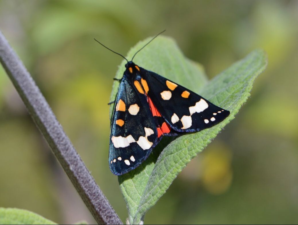 British Wildlife Quiz 42 Day flying moths BRITISH NATURE